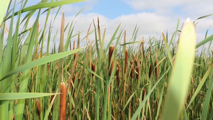 Rohrkolben (Typha) ist eine typische Pflanze der Niedermoore. Die Nachwuchsgruppen erforschen das Potenzial von Typha als Substratausgangsstoff für torffreie Erden. Foto: FNR/M. Spittel.