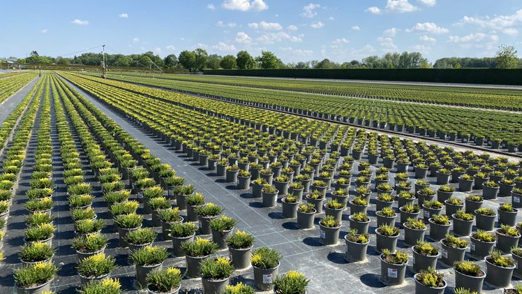 Calluna Gardengirls® bei Marohn und Häger. Bild: Baumschule Marohn und Häger.