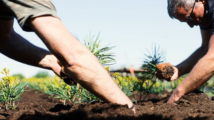 Immer mehr Kunden beschäftigen sich mit der Herkunft und den Herstellungsbedingungen ihrer Pflanzen. Bild: Hellwig.