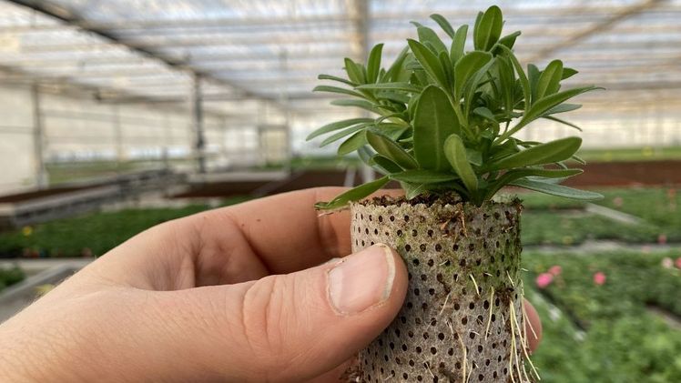 Gegen die Energiekrise: ECO XXL Jungpflanzen. Bild: Elsner pac. Gegen die Energiekrise: ECO XXL Jungpflanzen. Bild: Elsner pac.