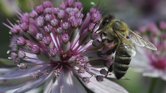 Honig- und Wildbienen profitieren gleichermaßen von einem abwechslungsreich bepflanzten Garten. Bild: GMH/Markus Hirschler.