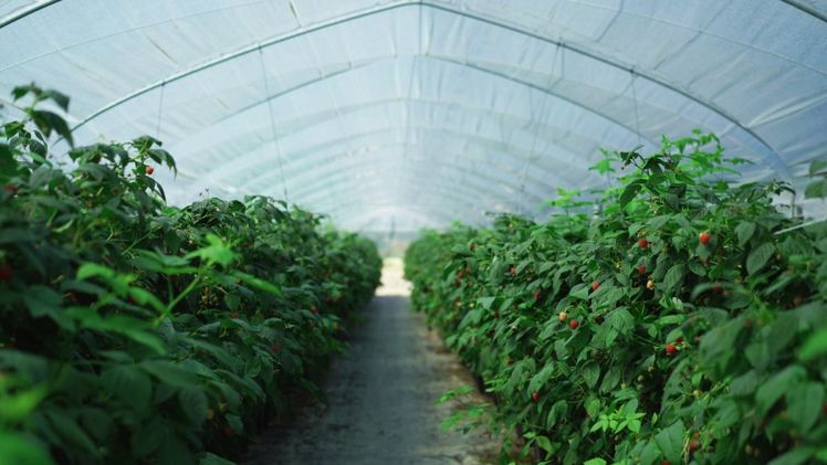 Prisma® ermöglicht ein gleichmäßigeres Pflanzenwachstum und senkt die Innentemperatur. Bild: Arrigoni.  Prisma® ermöglicht ein gleichmäßigeres Pflanzenwachstum und senkt die Innentemperatur. Bild: Arrigoni.