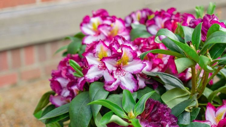 Der Happydendron zeigt sich besonders im Mai und Juni angesichts seines guten Knospenbesatzes blütenreich und farbenfroh. Bild: INKARHO®.