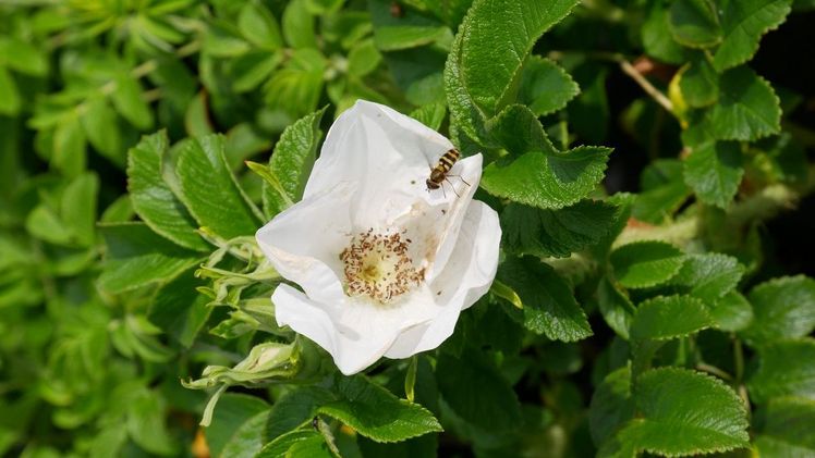 Die weiße Apfelrose 'Alba' ist eine sehr gesunde und auch widerstandsfähige Wildrose, die mit allen Bodenverhältnisse zurecht kommt. Bild: zu Klampen.