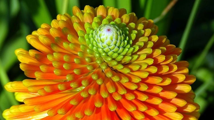 Auch im Garten lohnt es sich, ab und zu den Blickwinkel zu wechseln. Von oben betrachtet fällt auch bei der Fackellilie (Kniphofia) die spiralförmige Anordnung der Blüten ins Auge. Bild: GHM/Bettina Banse.
