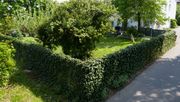 Hecke am laufenden Meter mit Hedera helix 'Wörneri'. Bild: © Helix Pflanzen.