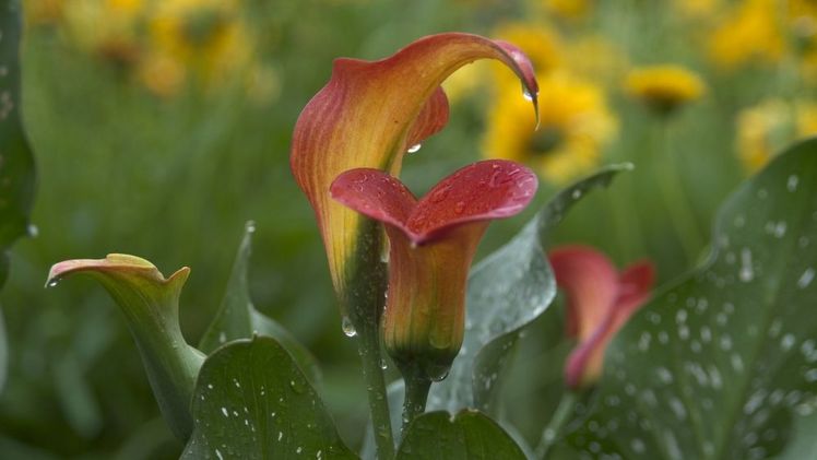 Die schön schlicht geformte Blüte und das dekorative Blatt strahlen auch bei regnerischem Wetter. Bild: Verver Export.