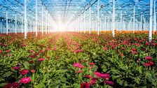 Der niederländische Unterglas-Zierpflanzenbau hat langjährige Erfahrungen in der Klimatisierung großer Gewächshäuser, hier ein Blick in die Gerberakulturen von Gerbera United. Foto: PFFH.