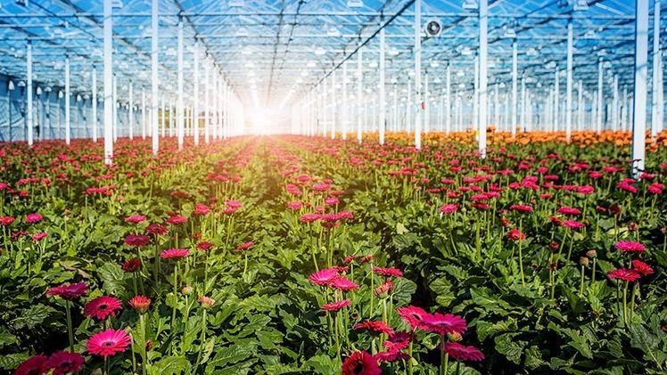 Der niederländische Unterglas-Zierpflanzenbau hat langjährige Erfahrungen in der Klimatisierung großer Gewächshäuser, hier ein Blick in die Gerberakulturen von Gerbera United. Foto: PFFH.