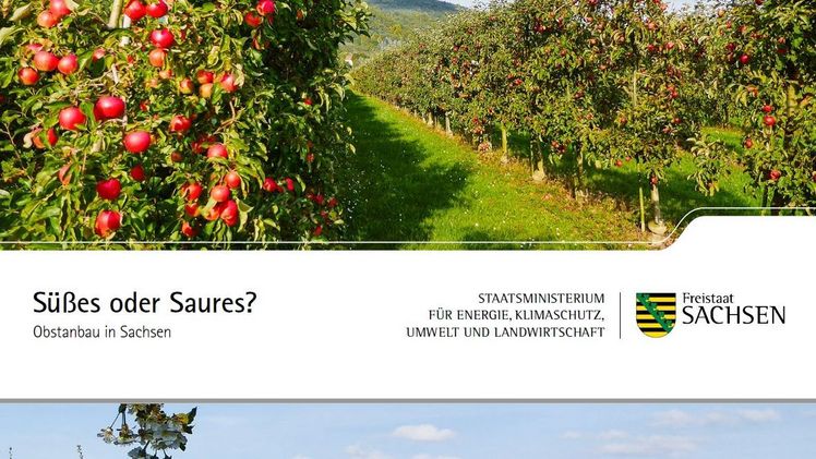"Süßes oder Saures?" ist der Titel der Veröffentlichung, die einen kleinen Einblick in die sächsische Obstbaugeschichte vermittelt. Bild: SMUL Sachsen.
