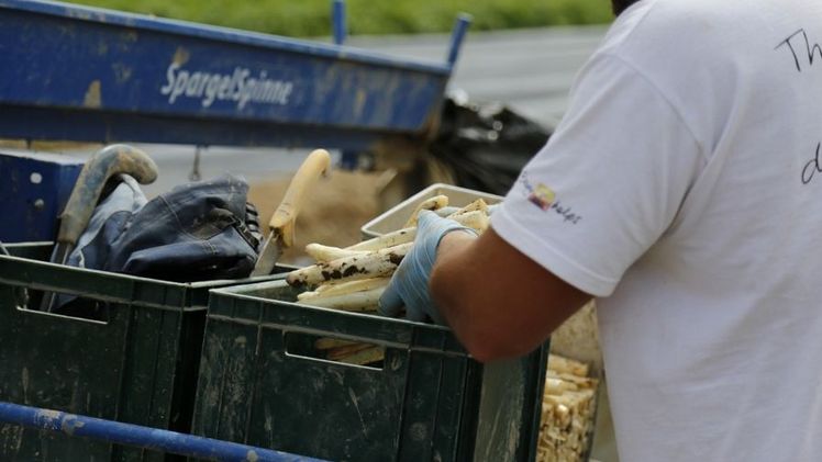 Die Spargelernte ist gestartet. Bild: jin.