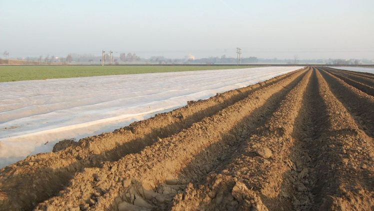 Rund 700 Hektar der insgesamt 2.900 Hektar großen Frühkartoffelfläche in Niedersachsen wird mit Folie verfrüht. Bild: Landvolk Niedersachsen.
