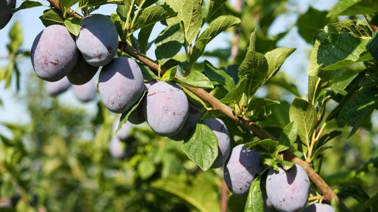 Die Zwetschgen-Ernteaussichten sind gut. Bild: Schweizer Obstverband.