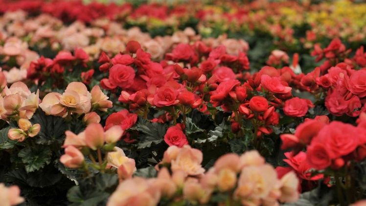 In der Begonien-Produktion von Dümmen Orange in El Salvador wurde ein Befall mit Xanthomonas festgestellt. Bild: Dümmen Orange.