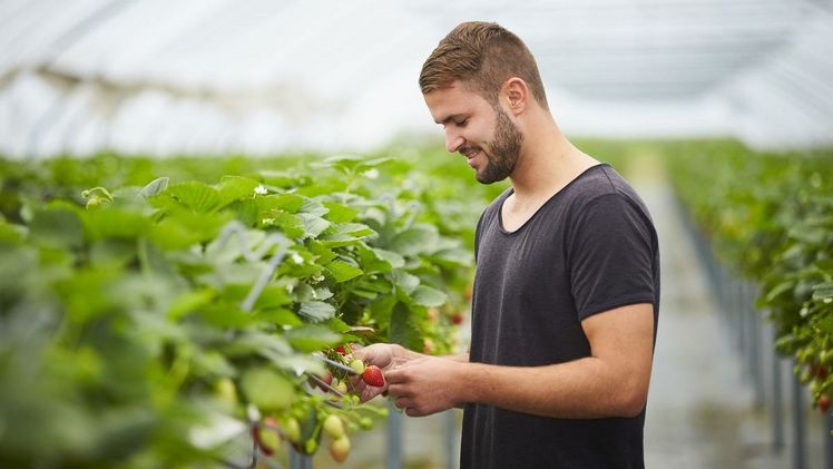 Der moderne Anbau von Erdbeeren in Folientunneln hat viele Vorteile. Die Erdbeeren wachsen geschützt in erhöhten Kästen, was eine umweltschonende Produktion ermöglicht und Früchte von hoher Qualität gewährleistet. Bild: GMH.