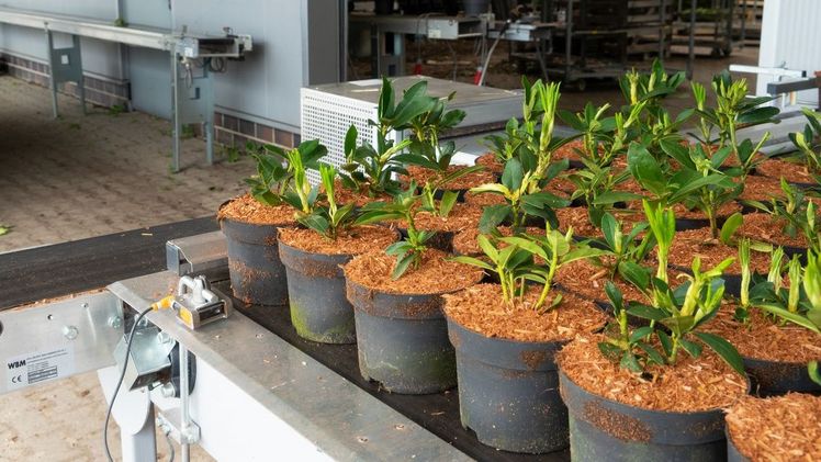 Rhododendron-Jungpflanzen gibt es bei Bischoff Rhodokulturen seit über 25 Jahren. Bild: Bischoff. 