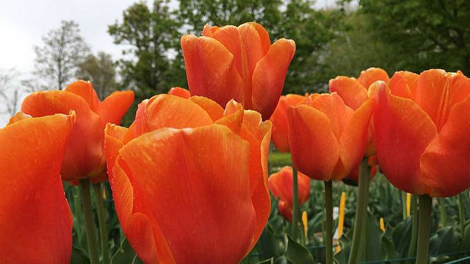 Tulpen: Züchtung mit DNA-Analyse-Technik.