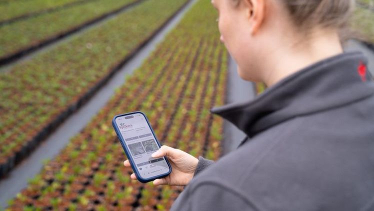 B2B Online-Shop von Spilkers Jungpflanzen. Bild: Harries Plantdesign.