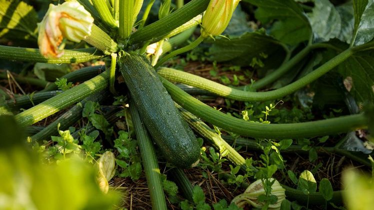 Zucchini soll möglichst jung geernte werden. Bild: MLR BW/Jan Potente. Zucchini soll möglichst jung geernte werden. Bild: MLR BW/Jan Potente.