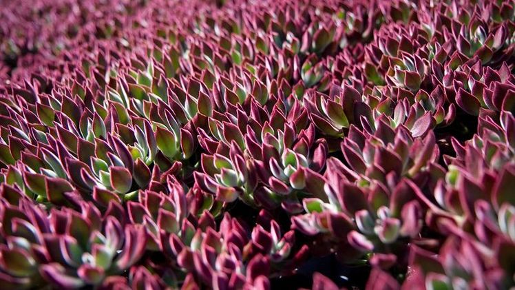 Echeveria Devotion hat ein warmes Burgunderrot mit grünen Blättern, die sich samtig weich anfühlen. Diese Sukkulente stiehlt die Show im Freien und im Haus. Bild: Plantipp.