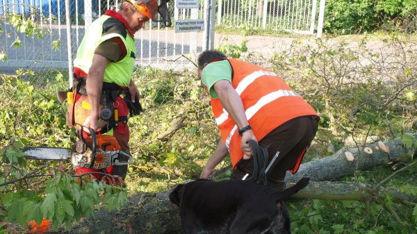 Thomas Schuster und ALB-Spürhund Franzi im Einsatz gegen den ALB. Bild: LfL.
