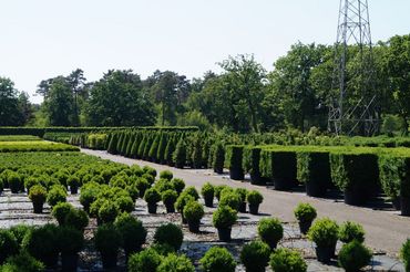 Buxus bei Herplant. Bild: GABOT.