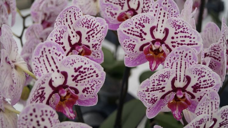 Als Zimmerpflanze ist die Phalaenopsis die bekannteste und beliebteste. Bild: GABOT.