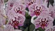 Als Zimmerpflanze ist die Phalaenopsis die bekannteste und beliebteste. Bild: GABOT.