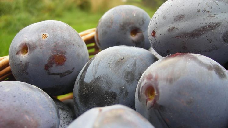 Gesund und bekömmlich: Zwetschgen. Bild: Carina Stricker/landwirtschaft.ch.