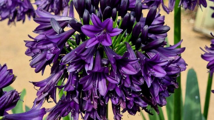  Pflanze des Jahres 2023: Agapanthus BlackJack. Bild: Plantipp.