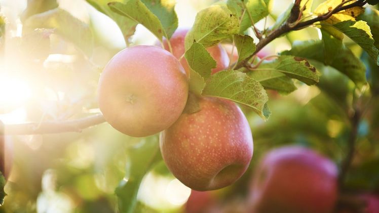 Pink Lady Apfel: eine einzigartige Färbung und saftiges, knackiges Fruchtfleisch. Bild: Pink Lady® Europe.