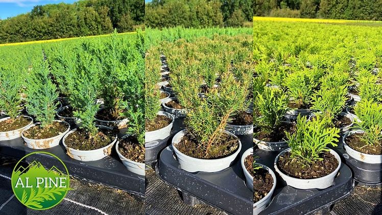 Zwergkoniferen sind robust und werden nachhaltig produziert in PCR Töpfen. Bild: Gartenbau Nill.