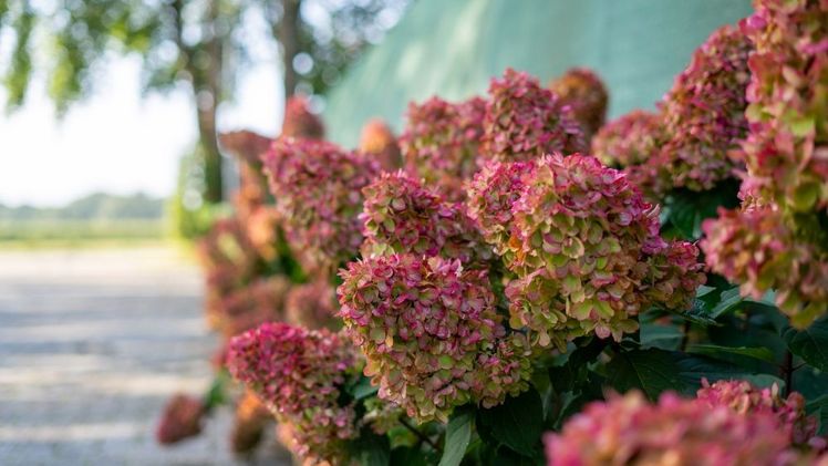 'Bloody Marie®' begeistert mit einem beeindruckenden Farbwechsel. Bild: Behrens Jungpflanzen.