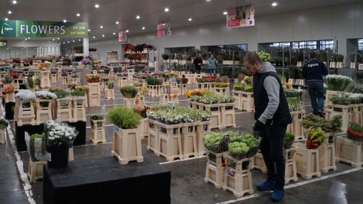 Die Schnittblumenabteilung im Agora Cash & Carry-Markt am Hauptsitz im belgischen Kontich. Bild: GABOT.