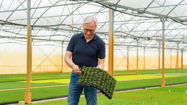 Bereits seit 1991 produziert Jan Kapels in seinem Jungpflanzenbetrieb Gardengirls-Calluna und Daboecia. Bild: Jan Kapels Jungpflanzen GmbH & Co. KG.
