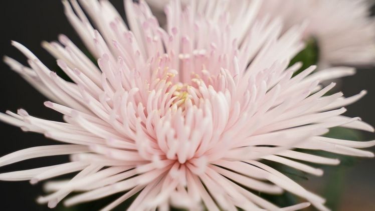 Die frische zartrosa Blüte wird in Sträußen sicher auffallen. Bild: Decorum.