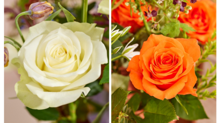 SnowStorm+ (links) und Garfield von Dümmen Orange. Bild: Dümmen Orange.