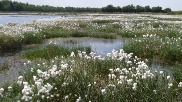 Bauernverband zur Unterzeichnung der Bund-Länder-Zielvereinbarung zum Moorschutz. Bild: GABOT.