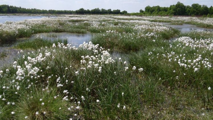 "Niedersachsen ist Moorland Nr. 1 in Deutschland und trägt für geschützte Hochmoore eine besondere Verantwortung." Bild: GABOT.