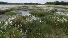 "Niedersachsen ist Moorland Nr. 1 in Deutschland und trägt für geschützte Hochmoore eine besondere Verantwortung." Bild: GABOT.