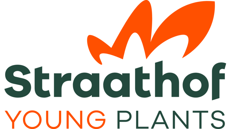 Die Produktion und die Handelsaktivitäten von DecoNova Young Plants liegen jetzt in den Händen von Straathof Plants B.V.