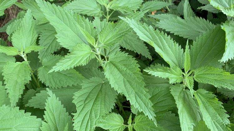 Brennnessel ist Heilpflanze des Jahres 2022. Bild: GABOT.