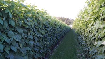 Berry Aces: Himbeerenpflanzen aus den Niederlanden.