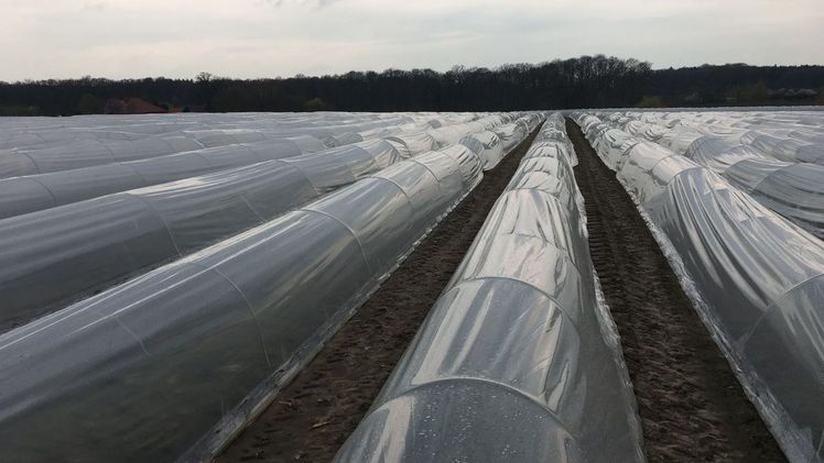 Grünspargel-Feld mit Folientunneln: Mit unterschiedlichen Abdeckungen lässt sich das Wachstum des Edel-Gemüses beschleunigen und besser steuern. Bild: Herberg, Landwirtschaftskammer Niedersachsen.