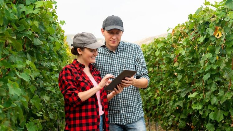 Winzer und Produzenten von Tafeltrauben, die den xarvio FIELD MANAGER For Fruits & Veggies verwenden, erhalten zeitnahe und präzise agronomische Beratung, um ihre Produktion zu optimieren. Bild: BASF SE.