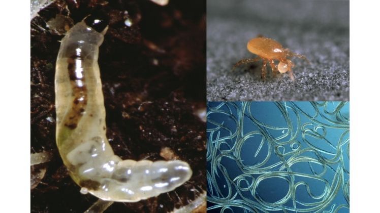 Die Firma SAUTTER & STEPPER GmbH aus Ammerbuch bietet ein starkes Trio bestehend aus den Nematoden Steinernema feltiae, den Raubmilben Hypoaspis miles und einem BTI zur Bekämpfung von Trauermückenlarven an. Bild: SAUTTER & STEPPER.