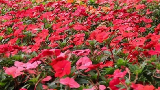 Sakata bringt Farbe in den Amsterdam Zoo. Bild: SAKATA.