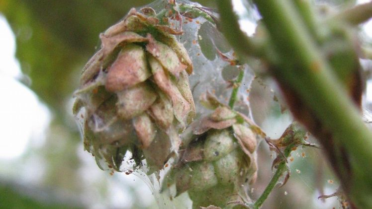 Hopfenpflanze mit Spinnmilben-Befall. Bild: © Florian Weihrauch/LfL.