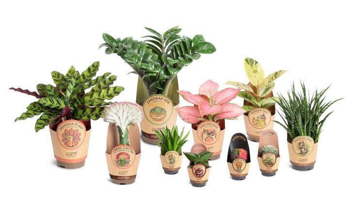 Paper Covers - die neue Standardverpackung. Bild: EasyCare Plants.