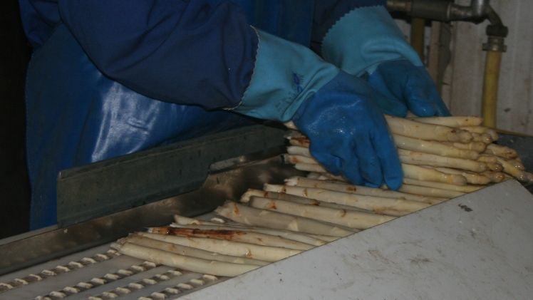 Bei der Spargelverarbeitung fallen Reststoffe an. Bild: GABOT.